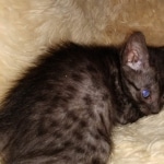 Mau, Smoke, Male, DOB 10-13-20