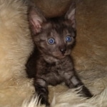 Mau, Smoke, Male, DOB 10-13-20