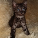 Mau, Smoke, Male, DOB 10-13-20