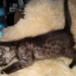 Mau, Smoke, Male, DOB 10-13-20