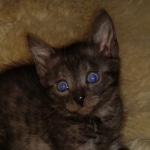 Mau, Smoke, Male, DOB 10-13-20