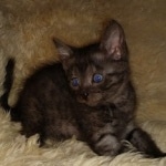 Mau, Smoke, Male, DOB 10-13-20