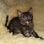 Mau, Smoke, Male, DOB 10-13-20