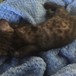 Smoke Egyptian Mau kitten Jasper