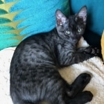 Jasper, Egyptian Mau, smoke boy