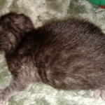 Mau, smoke, Male, DOB 2-17-20