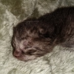 Mau, smoke, Male, DOB 2-17-20