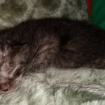 Mau, smoke, Male, DOB 2-17-20