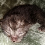 Mau, smoke, Male, DOB 2-17-20