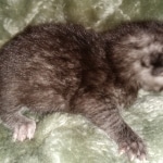 Mau, smoke, Male, DOB 2-17-20