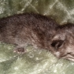 Mau, smoke, Male, DOB 2-17-20