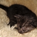 Mau, smoke, Male, DOB 2-17-20