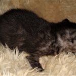 Mau, smoke, Male, DOB 2-17-20