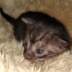 Mau, smoke, Male, DOB 2-17-20