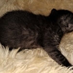 Mau, smoke, Male, DOB 2-17-20