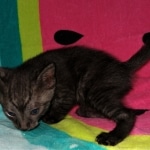 Mau, smoke, Male, DOB 2-17-20