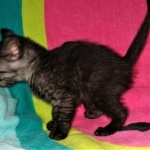 Mau, smoke, Male, DOB 2-17-20