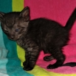 Mau, smoke, Male, DOB 2-17-20