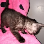 Mau, smoke, Male, DOB 2-17-20