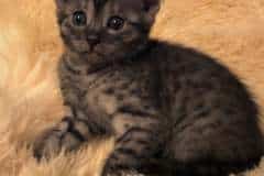 Mufasa,Egyptian Mau, Smoke Male #1 DOB 8-3-19