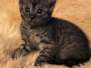 Mufasa,Egyptian Mau, Smoke Male #1 DOB 8-3-19