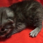 Mau, SMoke, Male, DOB 8-3-19