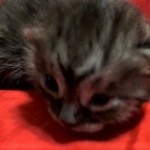 Mau, SMoke, Male, DOB 8-3-19