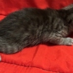 Mau, SMoke, Male, DOB 8-3-19