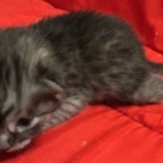 Mau, SMoke, Male, DOB 8-3-19