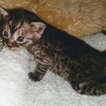 Mau, SMoke, Male, DOB 8-3-19