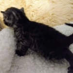 Mau, SMoke, Male, DOB 8-3-19