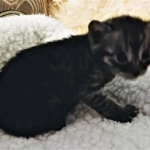 Mau, SMoke, Male, DOB 8-3-19