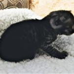 Mau, SMoke, Male, DOB 8-3-19