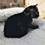 Mau, SMoke, Male, DOB 8-3-19