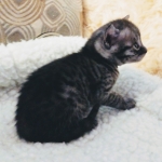 Mau, SMoke, Male, DOB 8-3-19