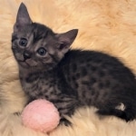 Mau, SMoke, Male, DOB 8-3-19