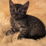 Mau, SMoke, Male, DOB 8-3-19