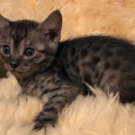 Mau, SMoke, Male, DOB 8-3-19