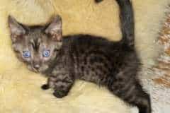 Marshall Dillon Egyptian Mau Smoke male #2 DOB 10-13-20