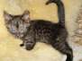 Marshall Dillon Egyptian Mau Smoke male #2 DOB 10-13-20
