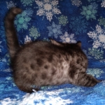 Mau, smoke, female, DOB 10-13-20