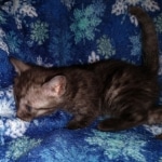 Mau, smoke, female, DOB 10-13-20