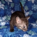 Mau, smoke, female, DOB 10-13-20