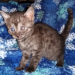 Mau, smoke, female, DOB 10-13-20