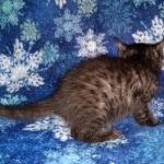 Mau, smoke, male, DOB 10-13-20