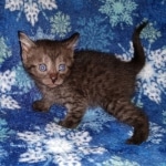 Mau, smoke, male, DOB 10-13-20