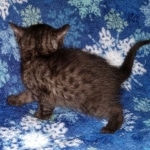 Mau, smoke, male, DOB 10-13-20