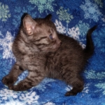 Mau, smoke, male, DOB 10-13-20