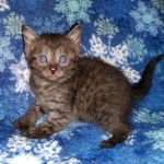 Mau, smoke, male, DOB 10-13-20