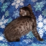 Mau, smoke, male, DOB 10-13-20